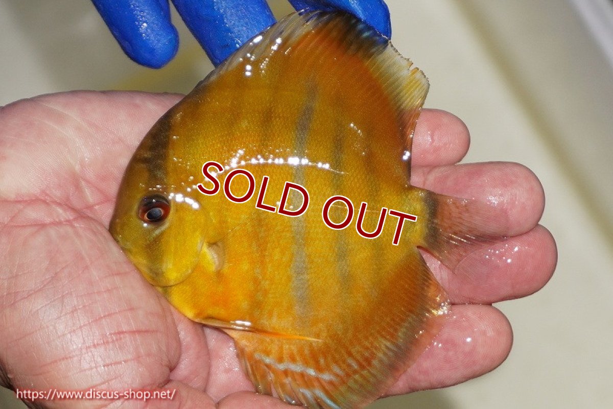 画像2: 【ワイルドディスカス】【通販】ウラリアソリッドレッドセンターバー　ヤングスター【個体販売】9-11cm（生体）ウラリア産 (2)