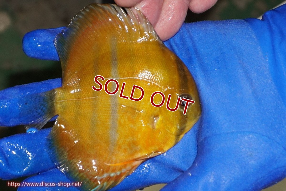 画像3: 【ワイルドディスカス】【通販】ウラリアソリッドレッドセンターバー　ヤングスター【個体販売】9-11cm（生体）ウラリア産 (3)