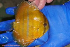 画像3: 【ワイルドディスカス】【通販】ウラリアソリッドレッドセンターバー　ヤングスター【個体販売】9-11cm（生体）ウラリア産 (3)