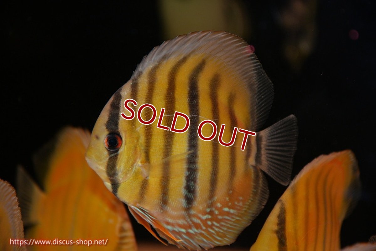 画像1: 【ワイルドディスカス】【通販】ウラリアソリッドイエローセンターバー　ヤングスター【個体販売】9-11cm（生体）ウラリア産 (1)