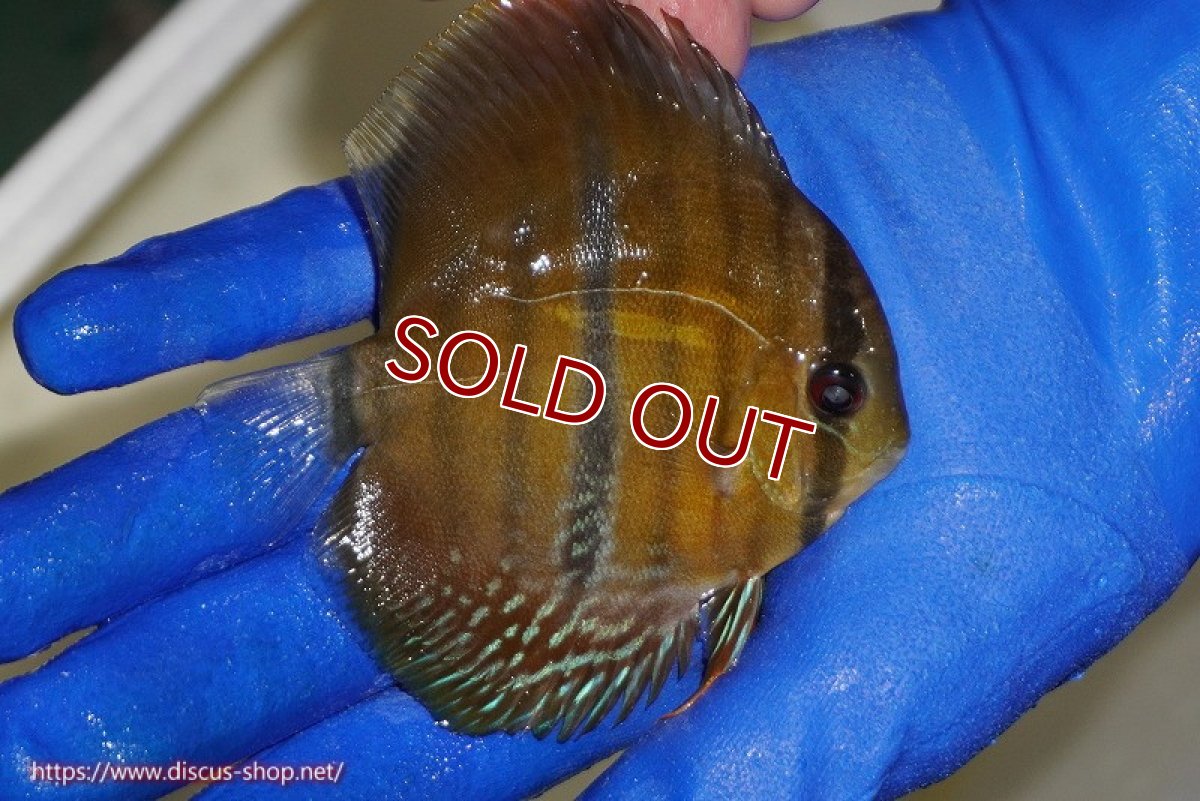 画像3: 【ワイルドディスカス】【通販】ウラリアソリッドイエローセンターバー　ヤングスター【個体販売】9-11cm（生体）ウラリア産 (3)