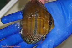 画像3: 【ウィンターセール クーポンご利用で更に10％OFF対象商品】【ワイルドディスカス】【通販】ウラリアソリッドイエローセンターバー　ヤングスター【個体販売】9-11cm（生体）ウラリア産 (3)