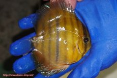 画像2: 【ワイルドディスカス】【通販】ウラリアソリッドイエローセンターバー　ヤングスター【個体販売】9-11cm（生体）ウラリア産 (2)