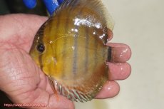 画像1: 【ワイルドディスカス】【通販】ウラリアソリッドイエローセンターバー　ヤングスター【個体販売】9-11cm（生体）ウラリア産 (1)