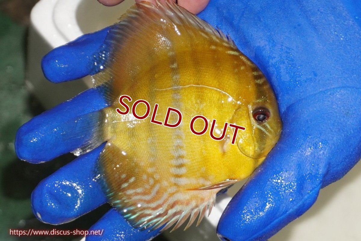 画像3: 【ウィンターセール クーポンご利用で更に10％OFF対象商品】【ワイルドディスカス】【通販】ウラリアソリッドイエローセンターバー　ヤングスター【個体販売】9-11cm（生体）ウラリア産 (3)