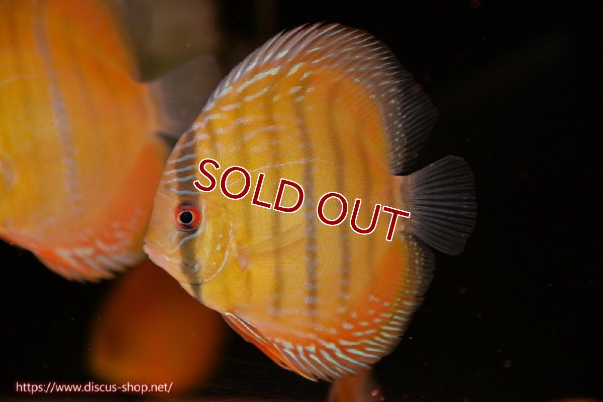 画像1: 【ワイルドディスカス】【通販】ウラリアソリッドイエローセンターバー　ヤングスター【個体販売】9-11cm（生体）ウラリア産 (1)