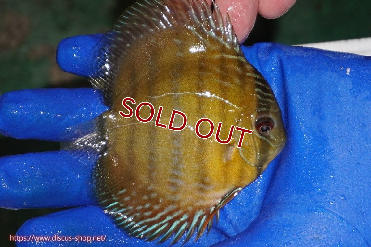 画像3: 【ワイルドディスカス】【通販】ウラリアソリッドイエローセンターバー　ヤングスター【個体販売】9-11cm（生体）ウラリア産 (3)