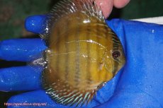 画像3: 【ウィンターセール クーポンご利用で更に10％OFF対象商品】【ワイルドディスカス】【通販】ウラリアソリッドイエローセンターバー　ヤングスター【個体販売】9-11cm（生体）ウラリア産 (3)