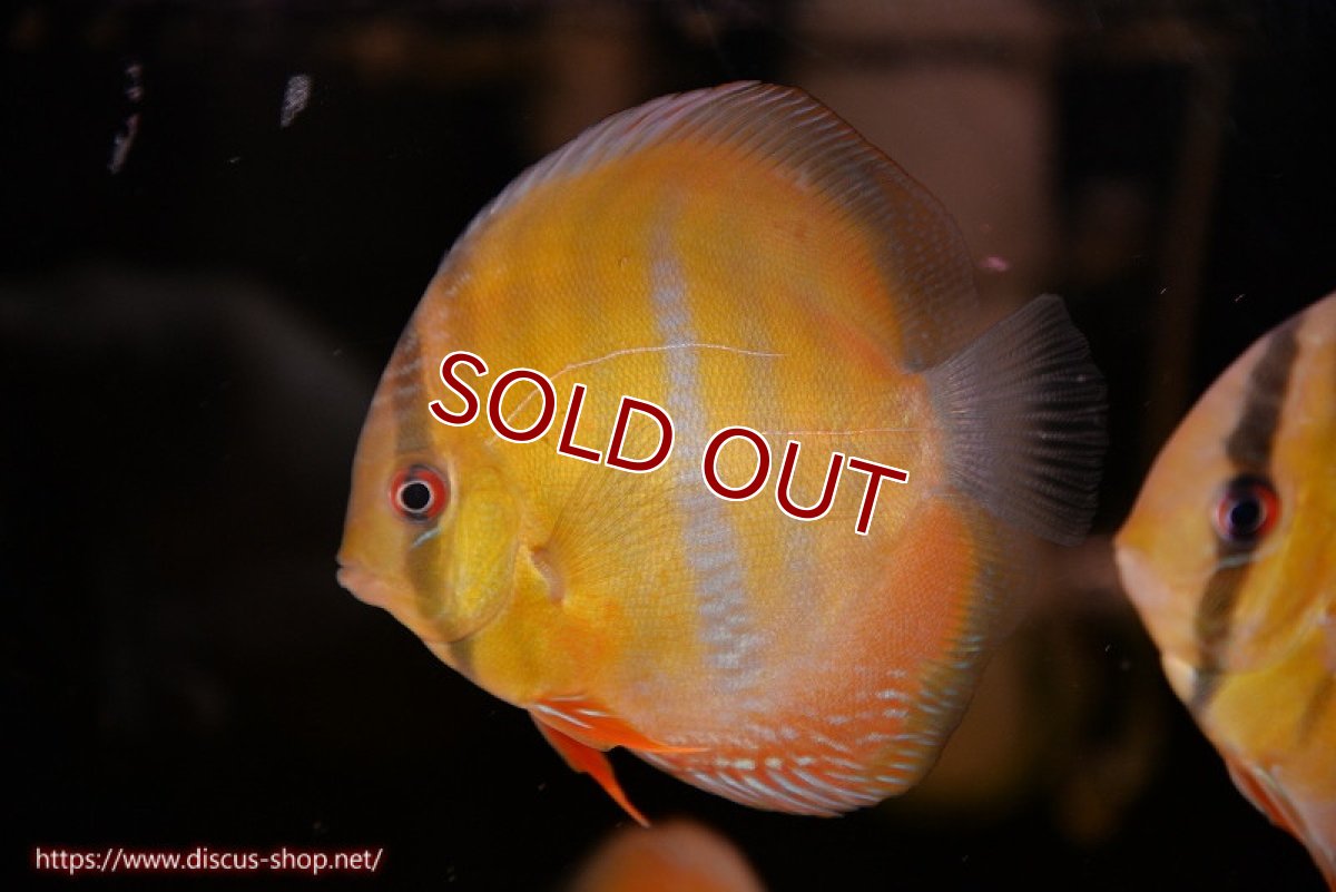 画像1: 【ウィンターセール クーポンご利用で更に10％OFF対象商品】【ワイルドディスカス】【通販】ウラリアソリッドイエローセンターバー　ヤングスター【個体販売】9-11cm（生体）ウラリア産 (1)