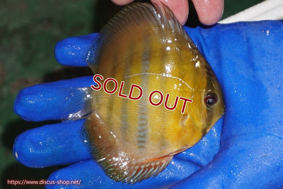 画像3: 【ウィンターセール クーポンご利用で更に10％OFF対象商品】【ワイルドディスカス】【通販】ウラリアソリッドイエローセンターバー　ヤングスター【個体販売】9-11cm（生体）ウラリア産 (3)