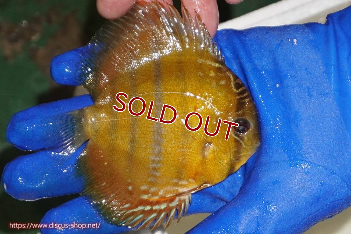 画像3: 【ワイルドディスカス】【通販】ウラリアソリッドイエローセンターバー　ヤングスター【個体販売】9-11cm（生体）ウラリア産 (3)