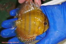 画像3: 【ワイルドディスカス】【通販】ウラリアソリッドイエローセンターバー　ヤングスター【個体販売】9-11cm（生体）ウラリア産 (3)