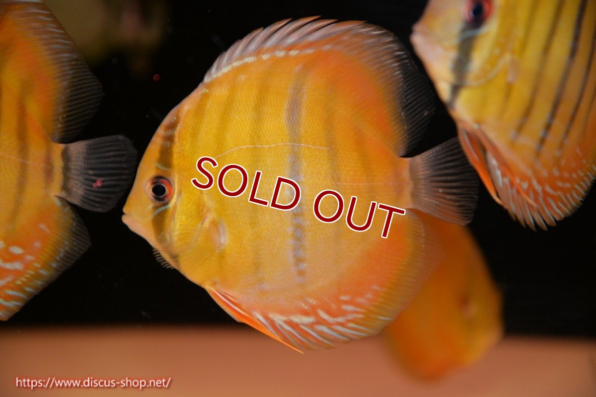 画像1: 【ワイルドディスカス】【通販】ウラリアソリッドイエローセンターバー　ヤングスター【個体販売】9-11cm（生体）ウラリア産 (1)