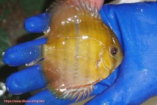 画像3: 【ウィンターセール クーポンご利用で更に10％OFF対象商品】【ワイルドディスカス】【通販】ウラリアソリッドイエローセンターバー　ヤングスター【個体販売】9-11cm（生体）ウラリア産 (3)