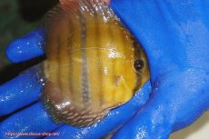 画像3: 【ウィンターセール クーポンご利用で更に10％OFF対象商品】【ワイルドディスカス】【通販】ウラリアソリッドイエローセンターバー　ヤングスター【個体販売】9-11cm（生体）ウラリア産 (3)