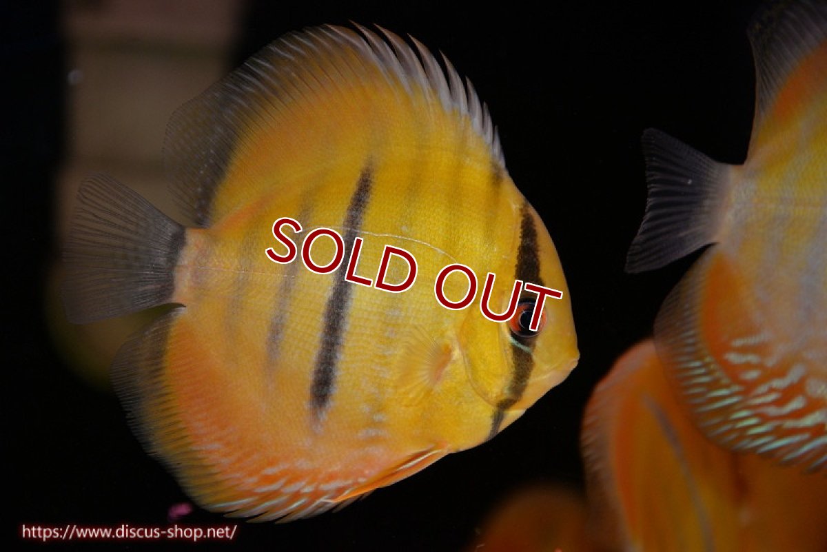 画像1: 【ワイルドディスカス】【通販】ウラリアソリッドイエローセンターバー　ヤングスター【個体販売】9-11cm（生体）ウラリア産 (1)