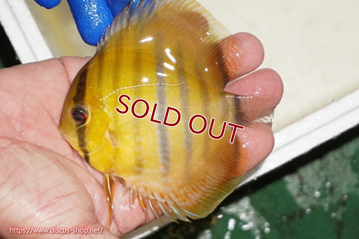 画像2: 【ワイルドディスカス】【通販】ウラリアソリッドイエローセンターバー　ヤングスター【個体販売】9-11cm（生体）ウラリア産 (2)