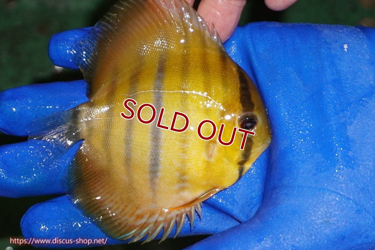画像3: 【ワイルドディスカス】【通販】ウラリアソリッドイエローセンターバー　ヤングスター【個体販売】9-11cm（生体）ウラリア産 (3)