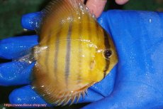 画像3: 【ウィンターセール クーポンご利用で更に10％OFF対象商品】【ワイルドディスカス】【通販】ウラリアソリッドイエローセンターバー　ヤングスター【個体販売】9-11cm（生体）ウラリア産 (3)