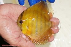 画像1: 【ワイルドディスカス】【通販】ウラリアソリッドイエローセンターバー　ヤングスター【個体販売】9-11cm（生体）ウラリア産 (1)