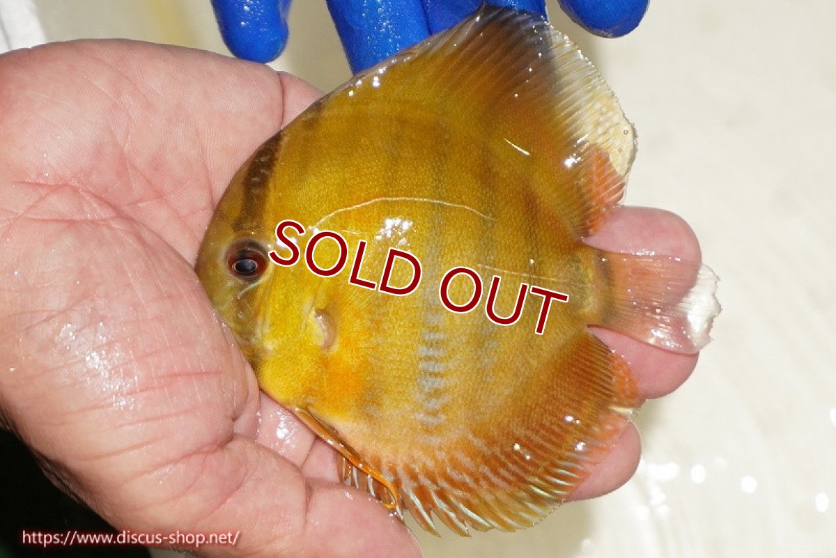 画像2: 【ワイルドディスカス】【通販】ウラリアソリッドイエローセンターバー　ヤングスター【個体販売】9-11cm（生体）ウラリア産 (2)