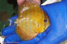 画像3: 【ウィンターセール クーポンご利用で更に10％OFF対象商品】【ワイルドディスカス】【通販】ウラリアソリッドイエローセンターバー　ヤングスター【個体販売】9-11cm（生体）ウラリア産 (3)