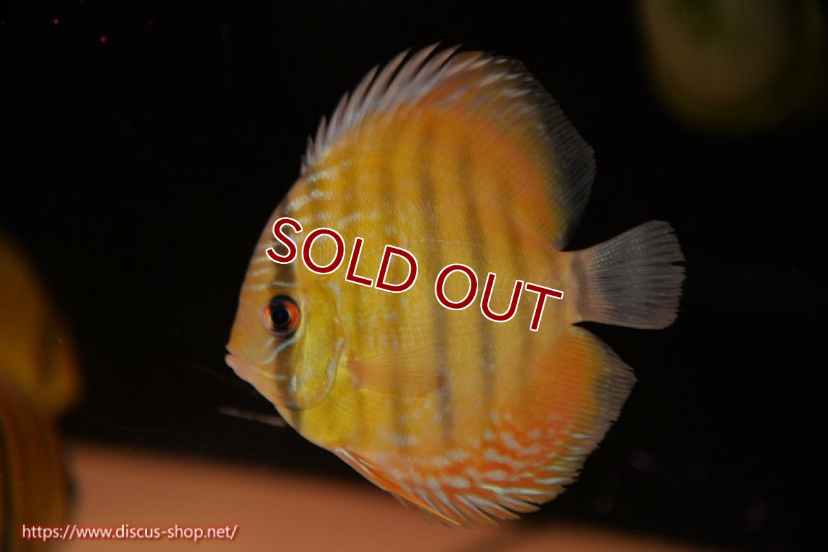 画像1: 【ワイルドディスカス】【通販】ウラリアソリッドイエローセンターバー　ヤングスター【個体販売】9-11cm（生体）ウラリア産 (1)