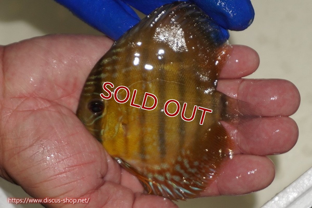 画像2: 【ワイルドディスカス】【通販】ウラリアソリッドイエローセンターバー　ヤングスター【個体販売】9-11cm（生体）ウラリア産 (2)