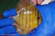 画像3: 【ウィンターセール クーポンご利用で更に10％OFF対象商品】【ワイルドディスカス】【通販】ウラリアソリッドイエローセンターバー　ヤングスター【個体販売】9-11cm（生体）ウラリア産 (3)