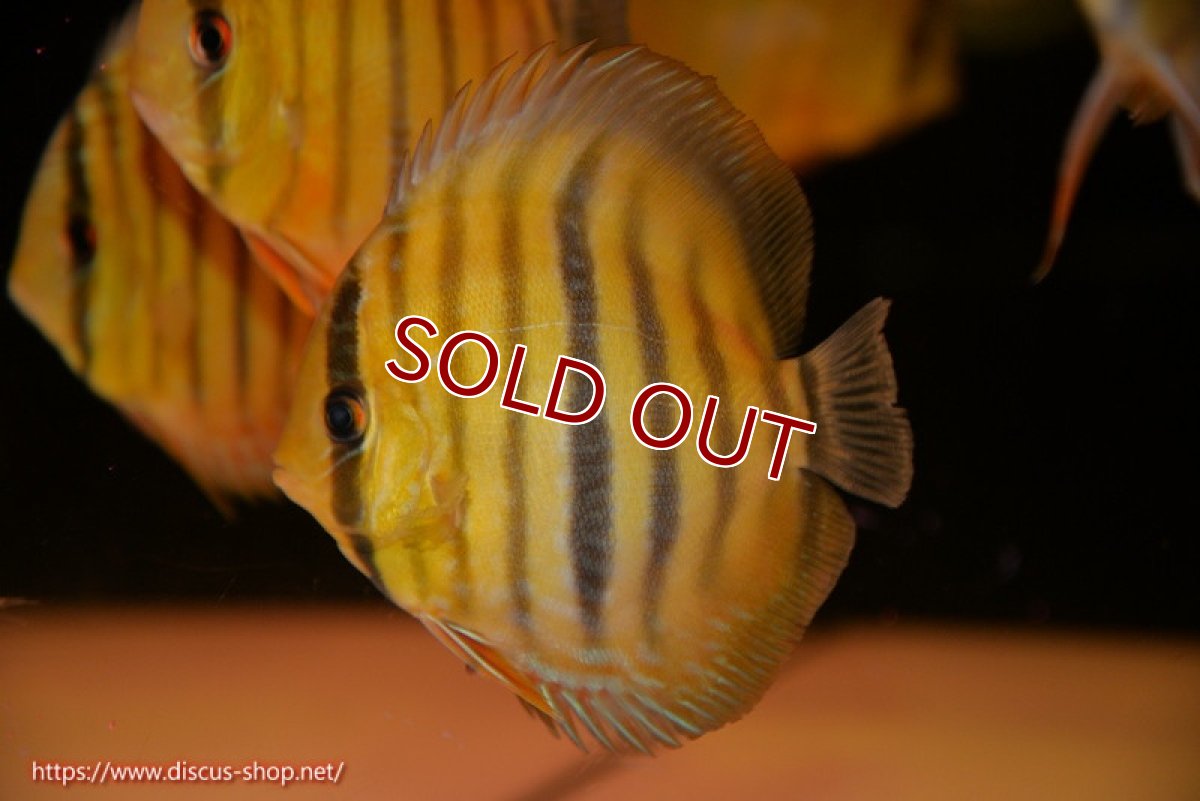 画像1: 【ワイルドディスカス】【通販】ウラリアソリッドイエローセンターバー　ヤングスター【個体販売】9-11cm（生体）ウラリア産 (1)