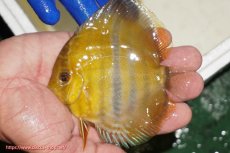 画像1: 【ワイルドディスカス】【通販】ウラリアソリッドイエローセンターバー　ヤングスター【個体販売】9-11cm（生体）ウラリア産 (1)