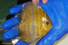 画像2: 【ワイルドディスカス】【通販】ウラリアソリッドイエローセンターバー　ヤングスター【個体販売】9-11cm（生体）ウラリア産 (2)