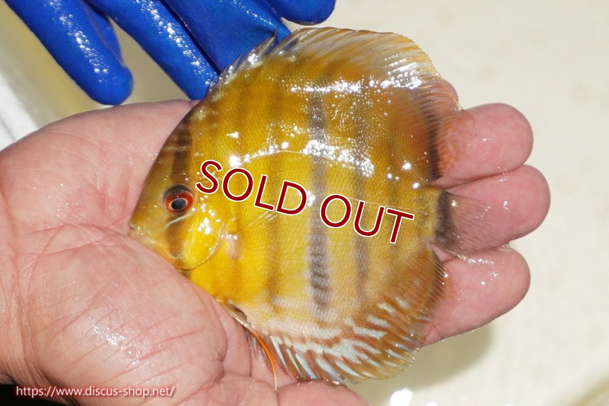 画像2: 【ウィンターセール クーポンご利用で更に10％OFF対象商品】【ワイルドディスカス】【通販】ウラリアソリッドイエローセンターバー　ヤングスター【個体販売】9-11cm（生体）ウラリア産 (2)