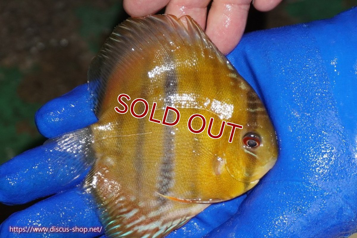 画像3: 【ウィンターセール クーポンご利用で更に10％OFF対象商品】【ワイルドディスカス】【通販】ウラリアソリッドイエローセンターバー　ヤングスター【個体販売】9-11cm（生体）ウラリア産 (3)