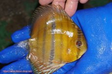 画像3: 【ウィンターセール クーポンご利用で更に10％OFF対象商品】【ワイルドディスカス】【通販】ウラリアソリッドイエローセンターバー　ヤングスター【個体販売】9-11cm（生体）ウラリア産 (3)