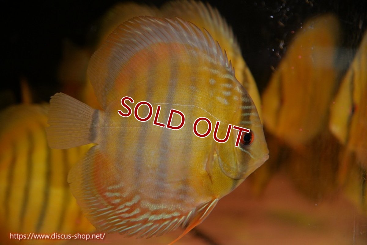 画像1: 【ワイルドディスカス】【通販】ウラリアソリッドイエローセンターバー　ヤングスター【個体販売】9-11cm（生体）ウラリア産 (1)