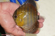 画像1: 【ワイルドディスカス】【通販】ウラリアソリッドイエローセンターバー　ヤングスター【個体販売】9-11cm（生体）ウラリア産 (1)