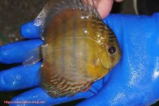 画像2: 【ワイルドディスカス】【通販】ウラリアソリッドイエローセンターバー　ヤングスター【個体販売】9-11cm（生体）ウラリア産 (2)