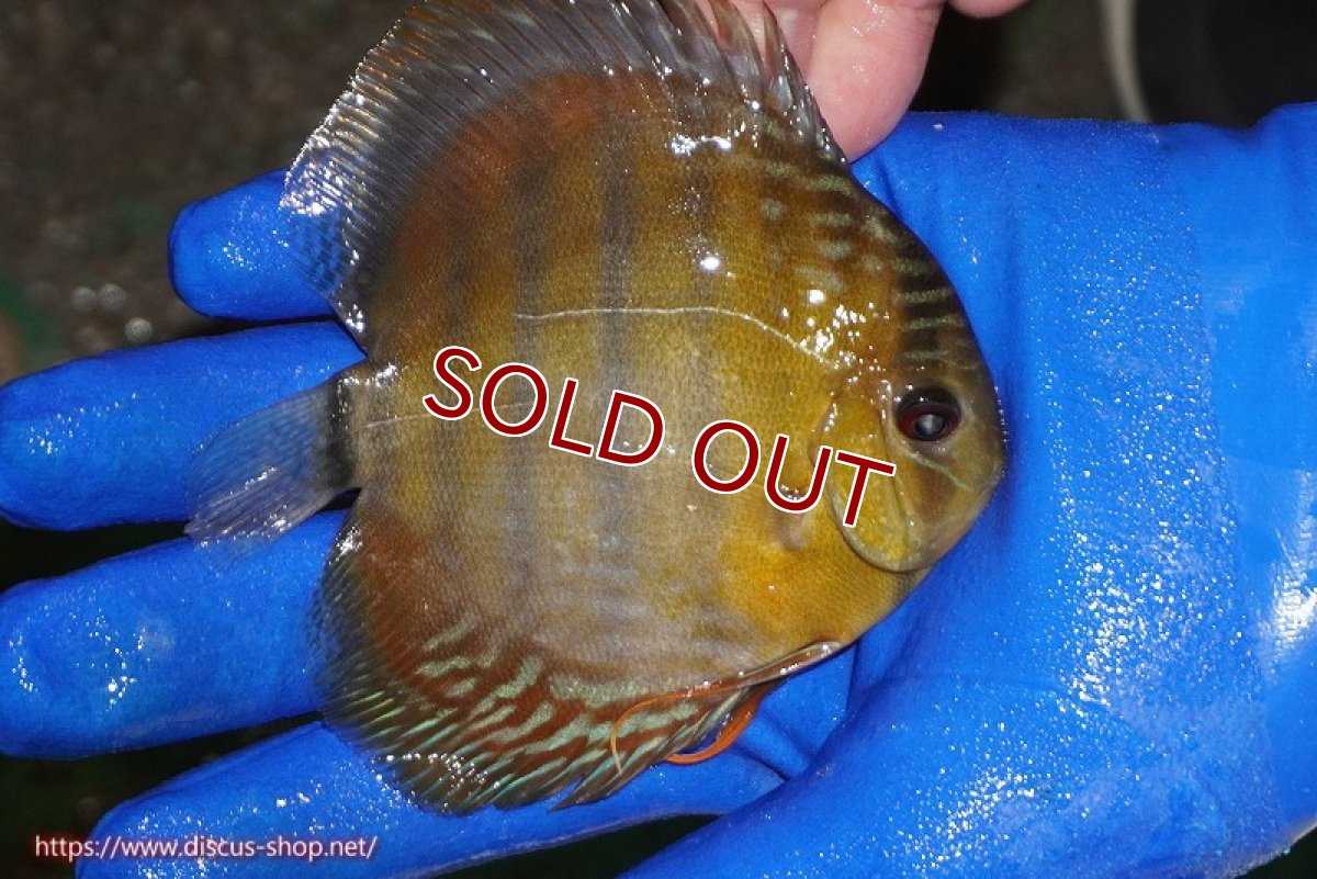 画像3: 【ワイルドディスカス】【通販】ウラリアソリッドイエローセンターバー　ヤングスター【個体販売】9-11cm（生体）ウラリア産 (3)