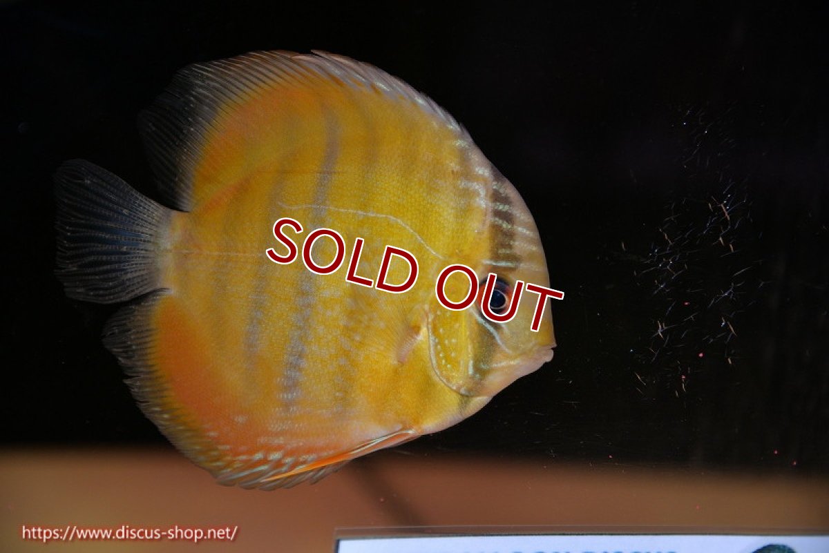 画像1: 【決算セール クーポンご利用で更に10％OFF対象商品】【ワイルドディスカス】【通販】ウラリアソリッドイエローセンターバー　ヤングスター【個体販売】9-11cm（生体）ウラリア産 (1)