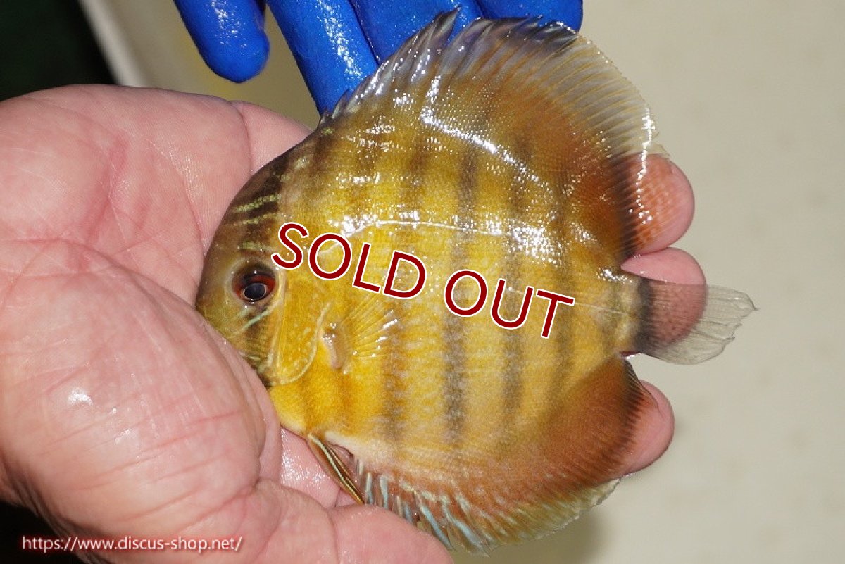 画像2: 【決算セール クーポンご利用で更に10％OFF対象商品】【ワイルドディスカス】【通販】ウラリアソリッドイエローセンターバー　ヤングスター【個体販売】9-11cm（生体）ウラリア産 (2)