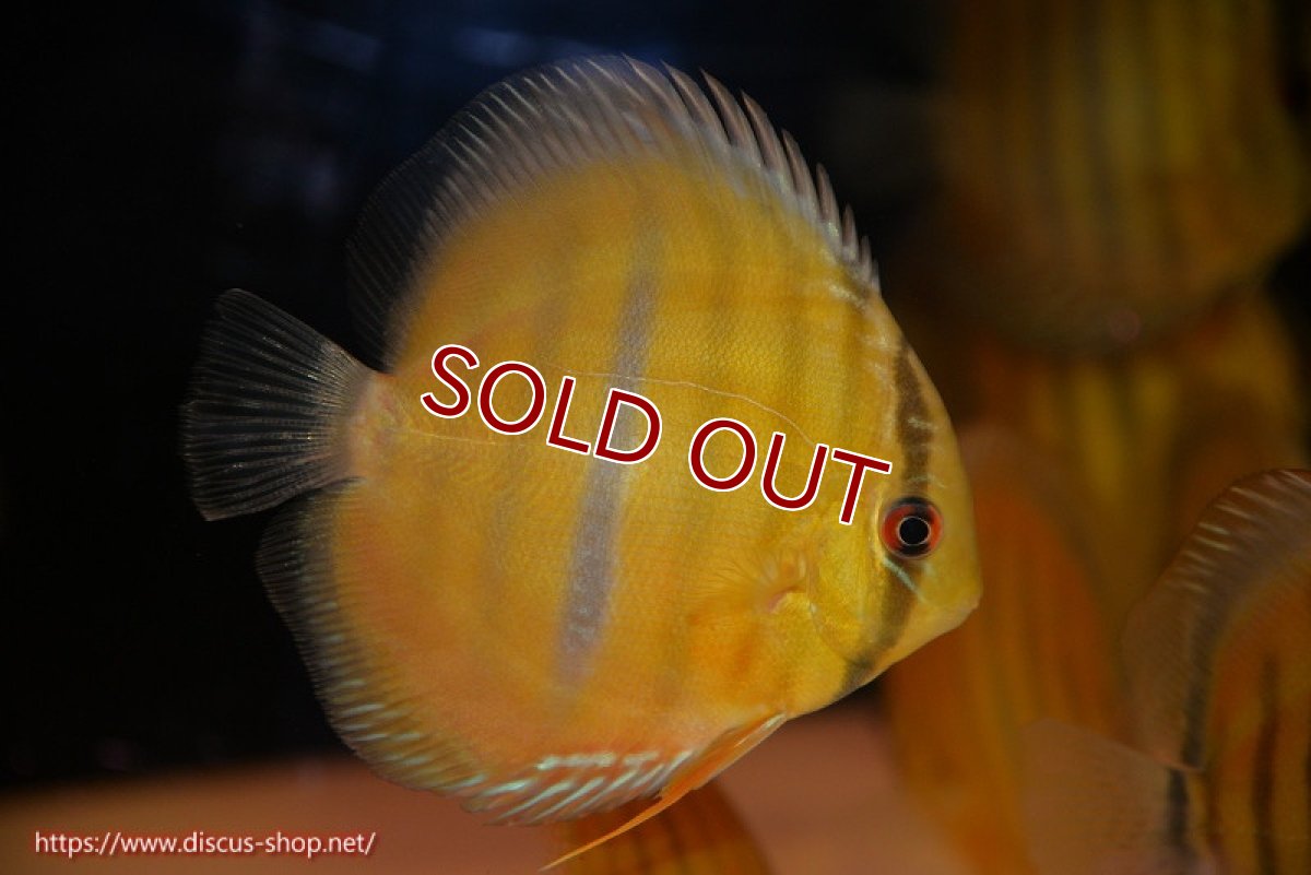 画像1: 【ワイルドディスカス】【通販】ウラリアソリッドイエローセンターバー　ヤングスター【個体販売】9-11cm（生体）ウラリア産 (1)