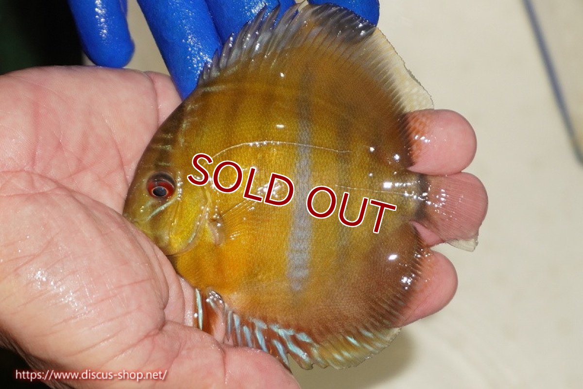 画像2: 【ワイルドディスカス】【通販】ウラリアソリッドイエローセンターバー　ヤングスター【個体販売】9-11cm（生体）ウラリア産 (2)