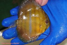 画像3: 【ワイルドディスカス】【通販】ウラリアソリッドイエローセンターバー　ヤングスター【個体販売】9-11cm（生体）ウラリア産 (3)