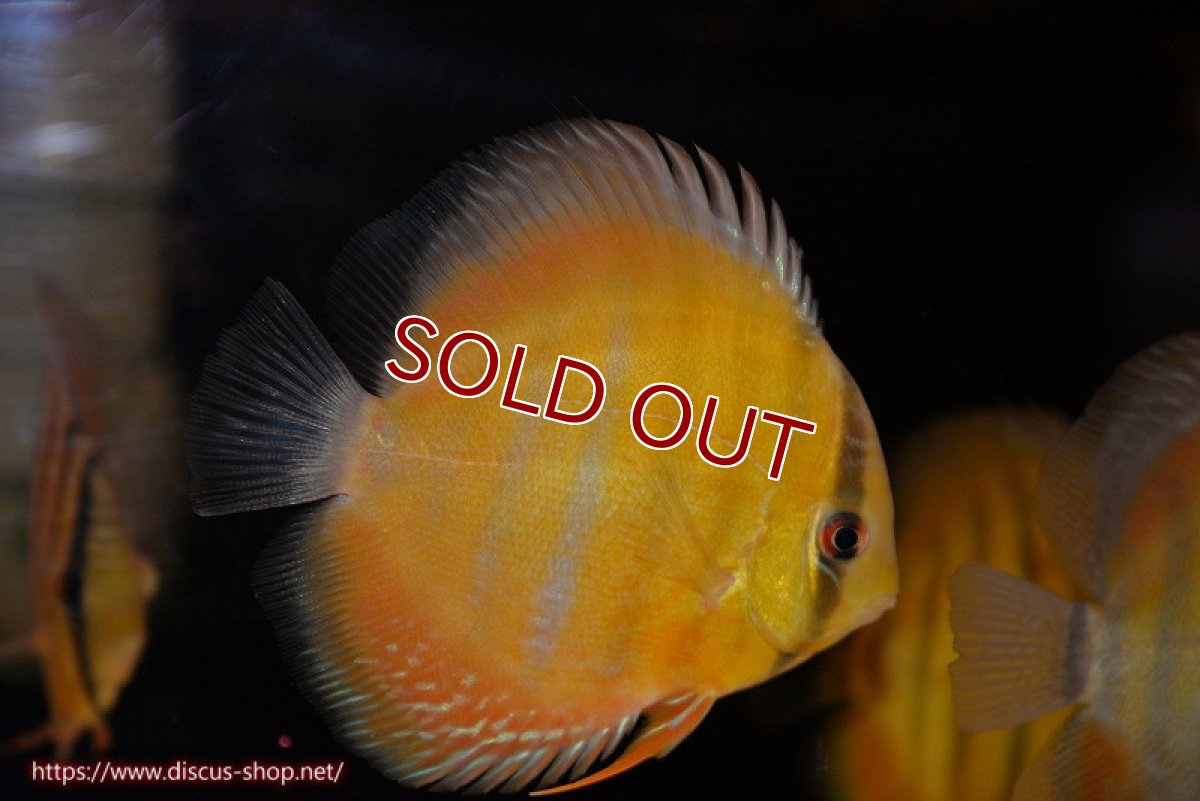 画像1: 【ワイルドディスカス】【通販】ウラリアソリッドイエローセンターバー　ヤングスター【個体販売】9-11cm（生体）ウラリア産 (1)