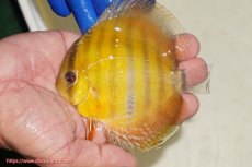 画像1: 【ワイルドディスカス】【通販】ウラリアソリッドイエローセンターバー　ヤングスター【個体販売】9-11cm（生体）ウラリア産 (1)