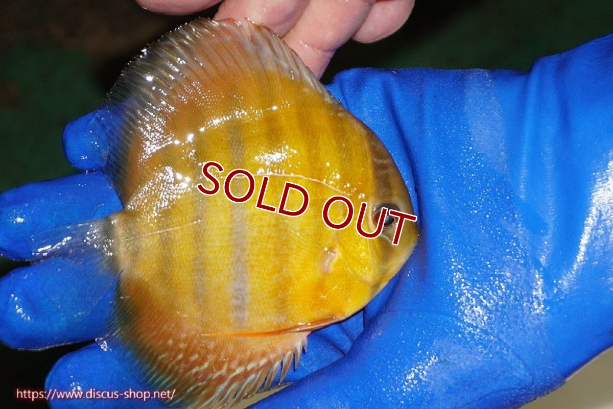 画像3: 【ワイルドディスカス】【通販】ウラリアソリッドイエローセンターバー　ヤングスター【個体販売】9-11cm（生体）ウラリア産 (3)
