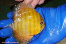 画像3: 【ウィンターセール クーポンご利用で更に10％OFF対象商品】【ワイルドディスカス】【通販】ウラリアソリッドイエローセンターバー　ヤングスター【個体販売】9-11cm（生体）ウラリア産 (3)