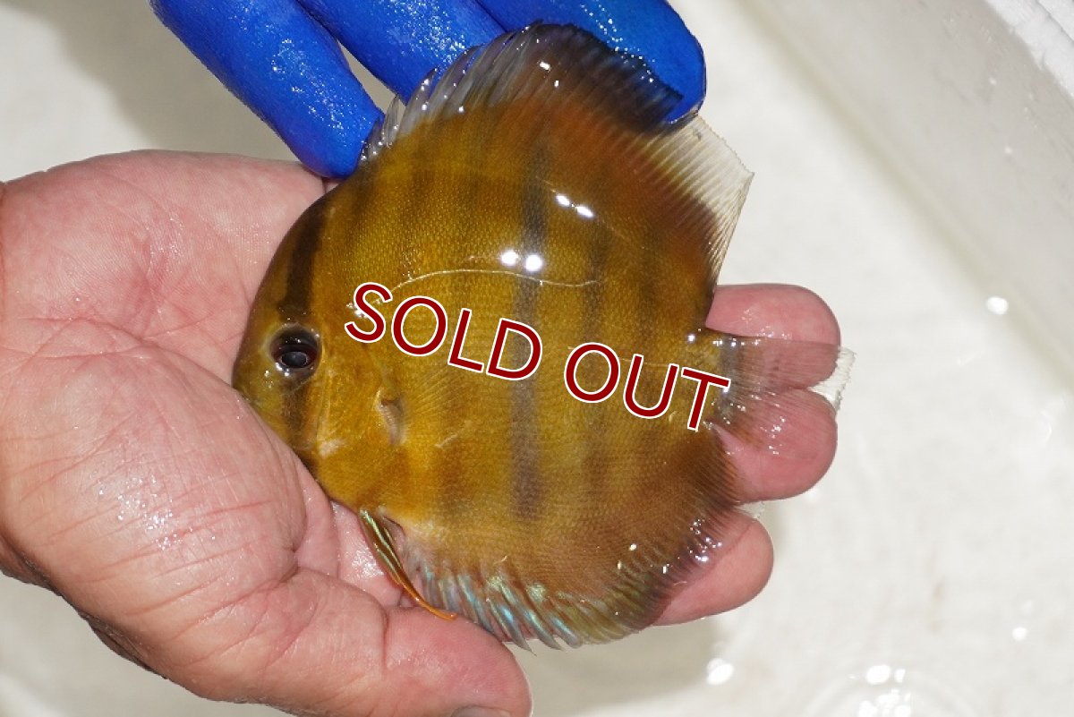 画像1: 【ワイルドディスカス】【通販】ウラリアソリッドイエローセンターバー　ヤングスター【個体販売】9-11cm（生体）ウラリア産 (1)