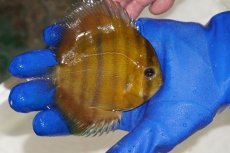 画像2: 【ワイルドディスカス】【通販】ウラリアソリッドイエローセンターバー　ヤングスター【個体販売】9-11cm（生体）ウラリア産 (2)